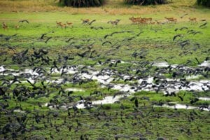 flock of birds