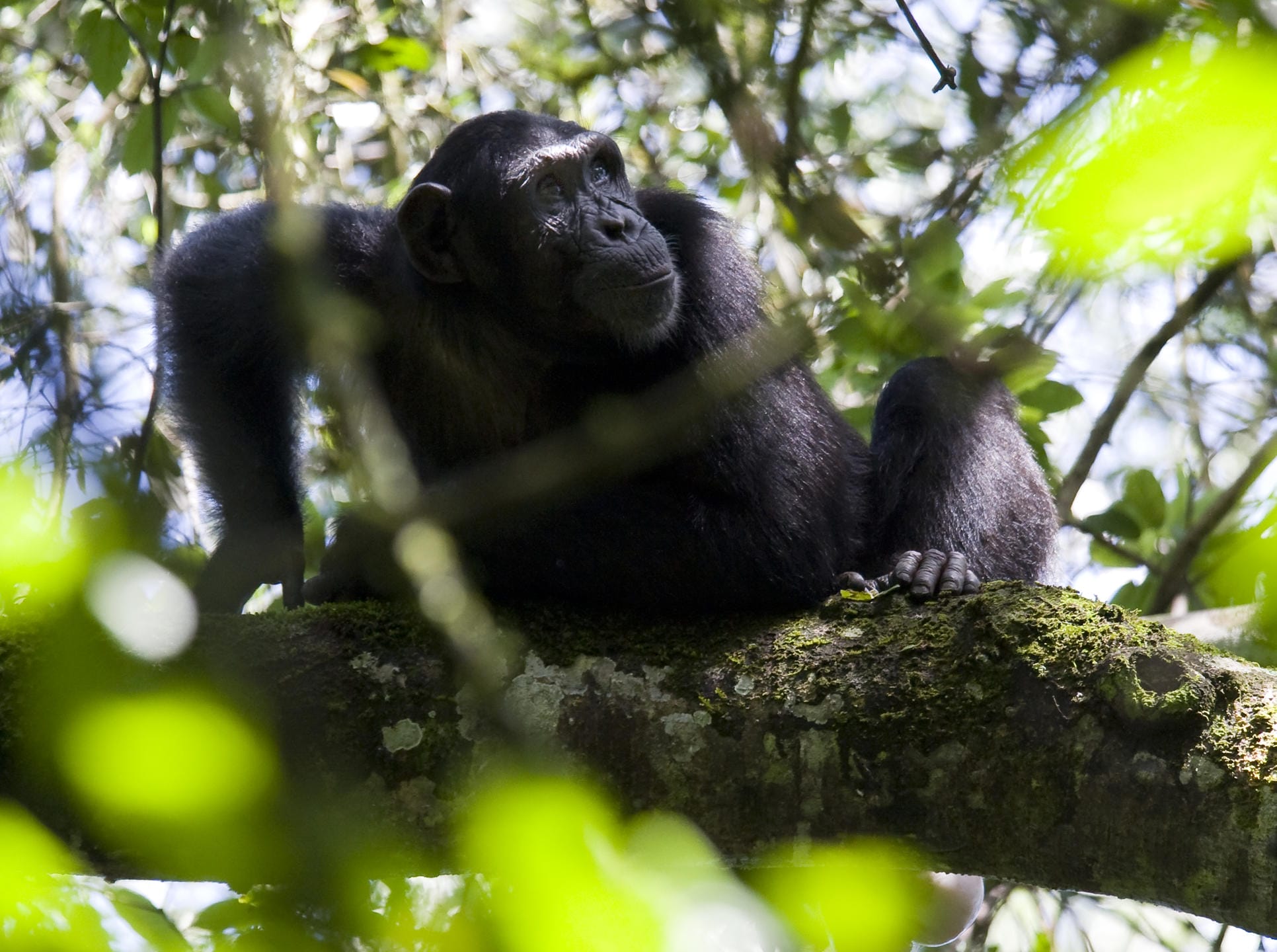 Chimpanzee in tree
