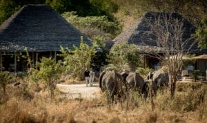 elephant photography