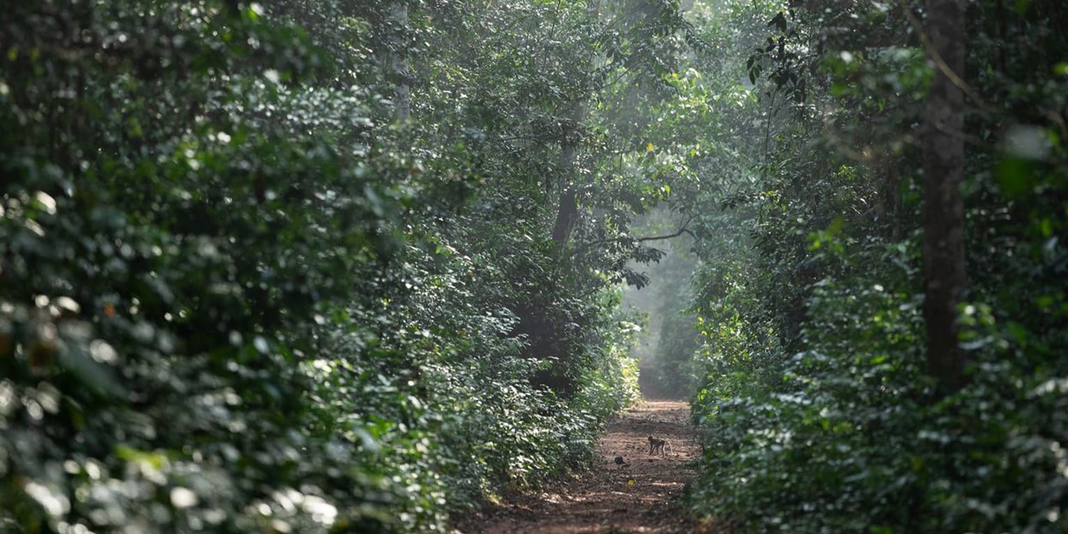 1fW1KKJd | Gamewatchers Safaris Monkey In The Rain forest