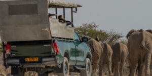 African Bush Elephants Spotted On Safari