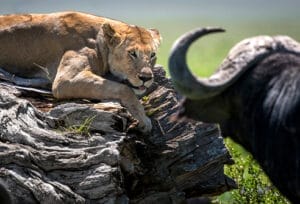 lion relaxing on dead tree
