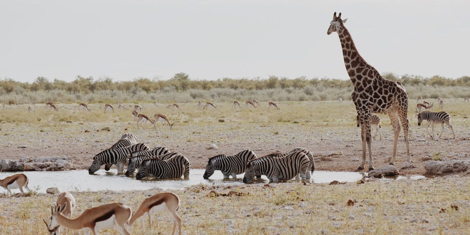 3g2AtcuU | Gamewatchers Safaris Giraffes, Zebras and Gazelles