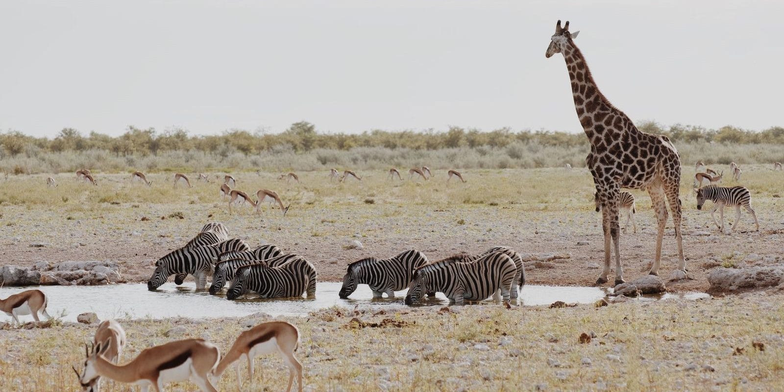 Giraffes, Zebras and Gazelles