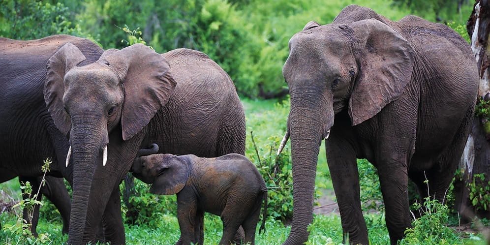 African Bush Elephant