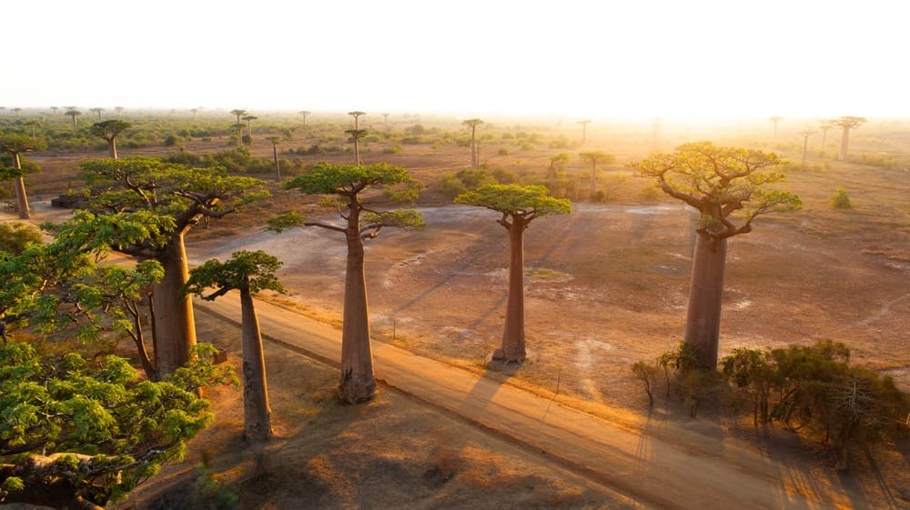 Beautiful,Baobab,Trees,At,Sunset,At,Avenue,Of,Baobabs,In | Gamewatchers Safaris Baobab Trees In Madagascar