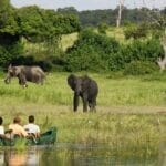 Elephants Chobe River Camp