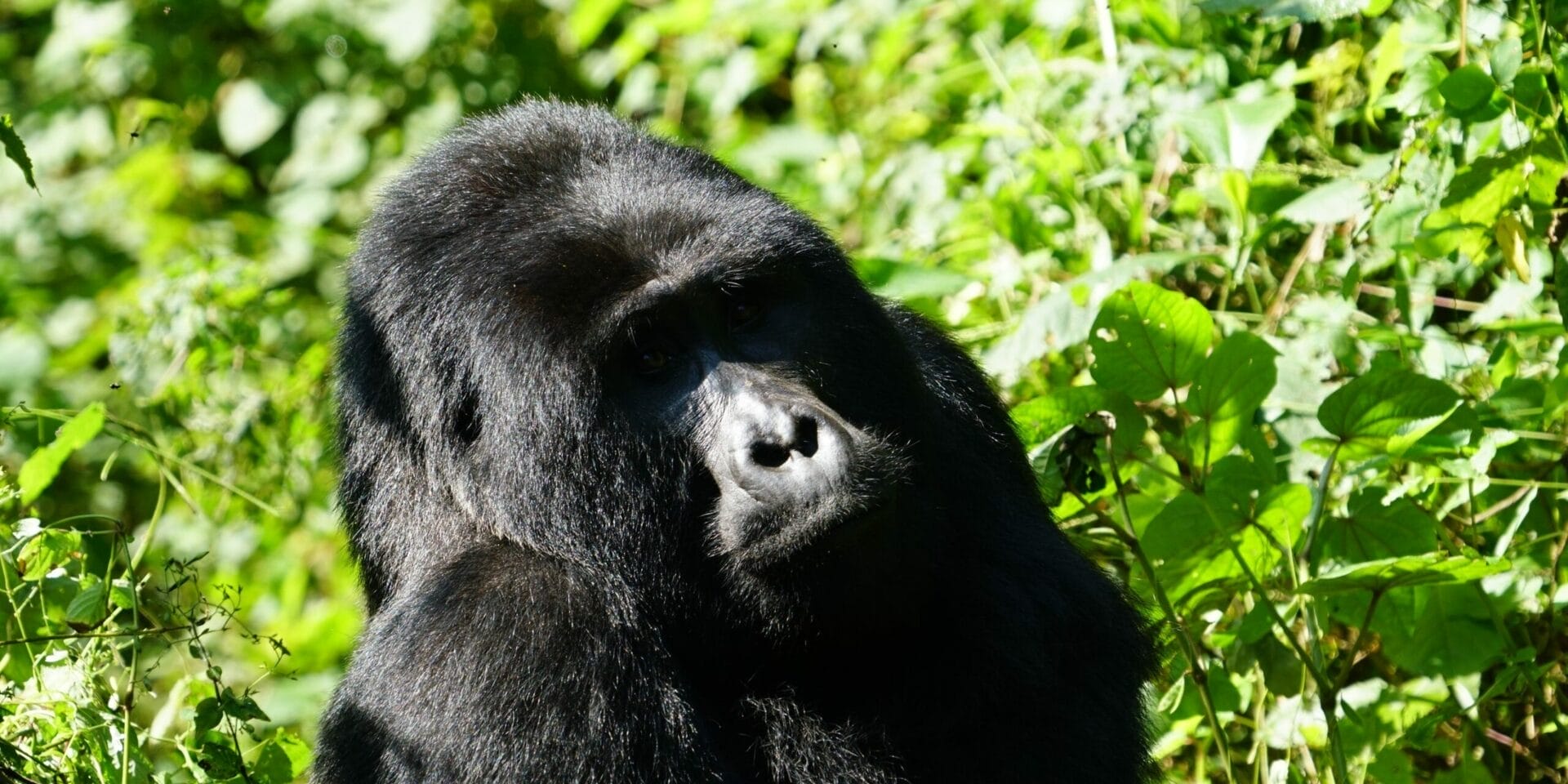 Gorilla