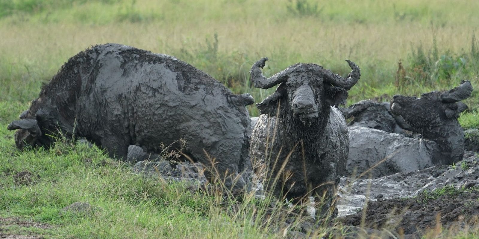 Water Buffalo