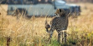 Cheetah