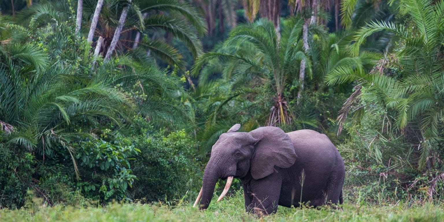 African Bush Elephant