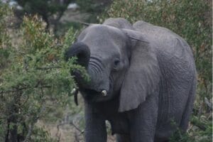 Elephant with a spear in Olare Orok Conservancy