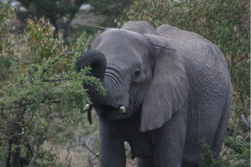 Elephant with a spear in Olare Orok Conservancy