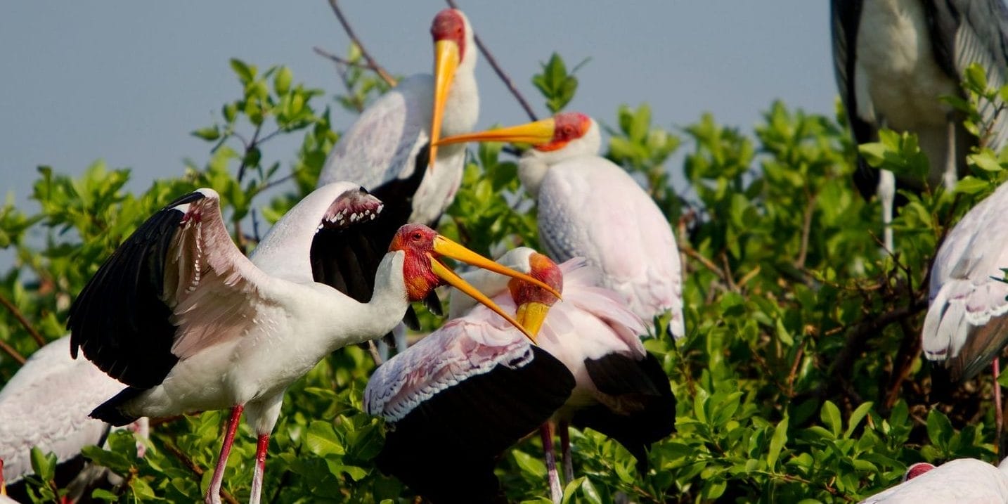 Yellow-billed stork