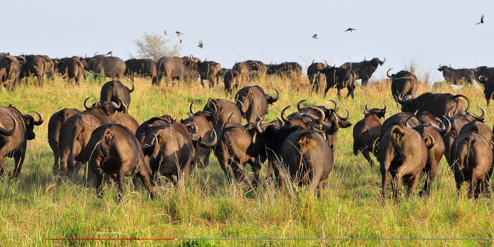 Water Buffalo