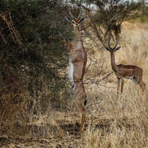 Gamedrives- | Gamewatchers Safaris gamedrive