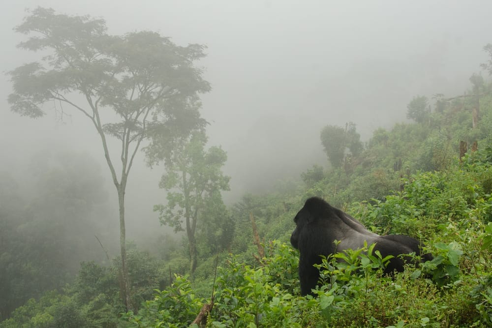 Gorilla