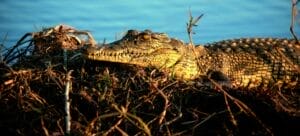 Crocodile at Hakusembe River Lodge