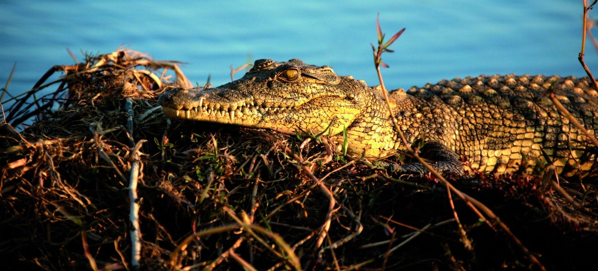 Crocodile at Hakusembe River Lodge