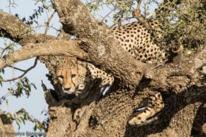 Cheetah in a tree