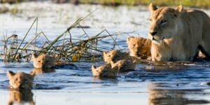Lion Cubs