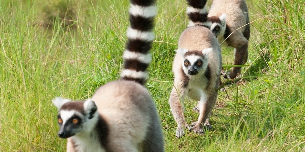 Ring Tailed Lemurs