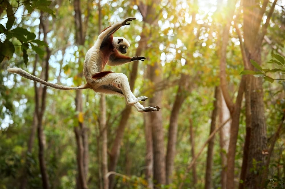 Jumping,Lemurs:,Coquerel's,Sifaka,,Propithecus,Coquereli,,Lemur,In,The,Air | Gamewatchers Safaris Jumping Lemar In The Rainforest