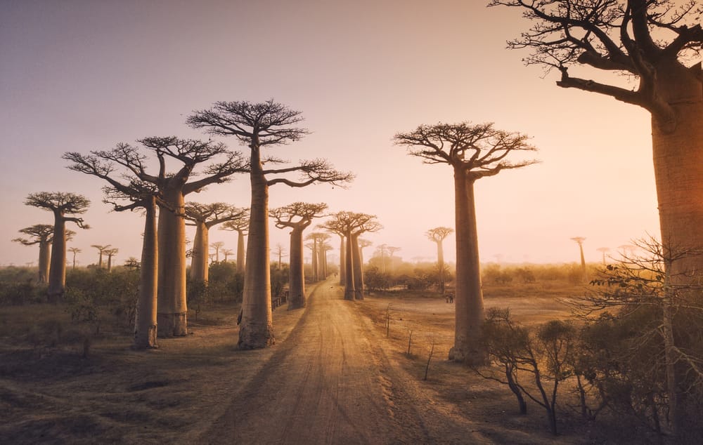Beautiful,Baobab,Trees,At,Sunset,At,The,Avenue,Of,The | Gamewatchers Safaris Baobab Trees
