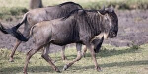 Blue wildebeest