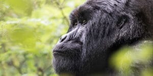 Gorilla