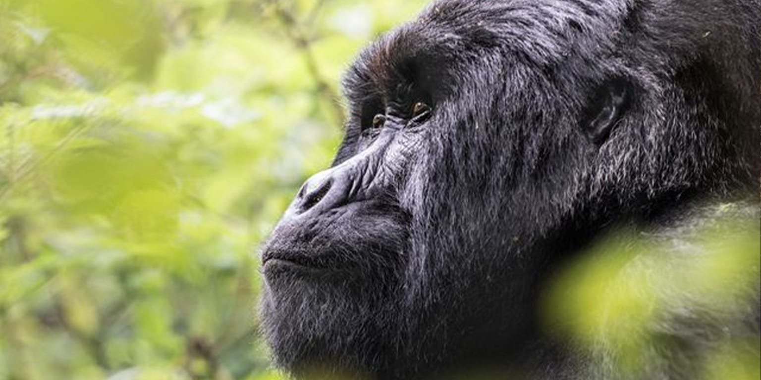 KMFAMzct | Gamewatchers Safaris Gorilla