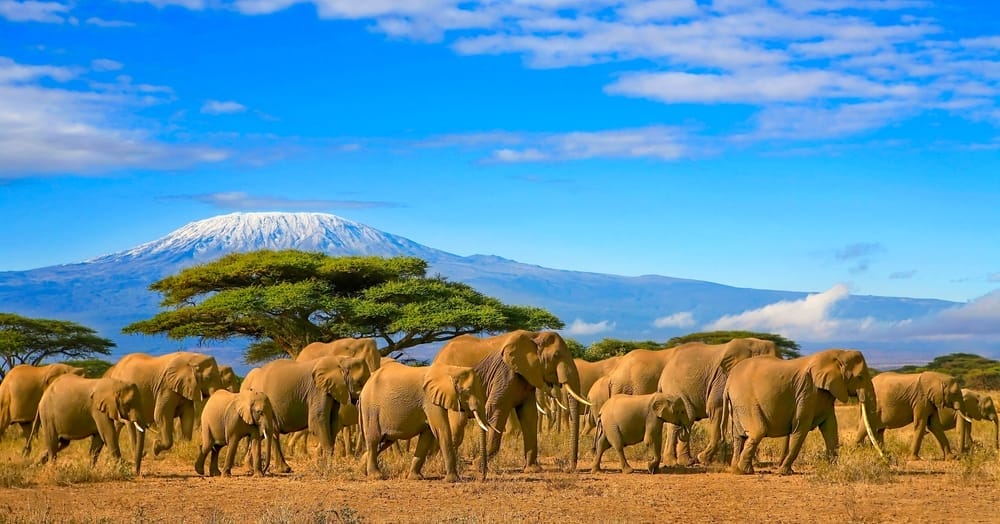 Herd,Of,African,Elephants,On,A,Safari,Trip,To,Kenya | Gamewatchers Safaris Elephant