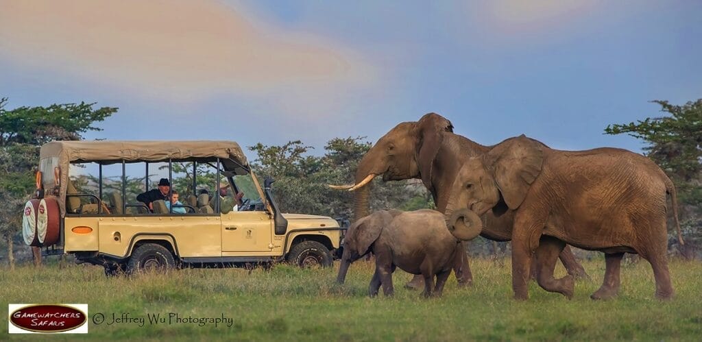 Elephant