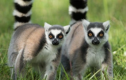 Lemur