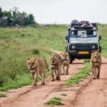 Lionesses,Walk,Along,The,Road,Against,The,Backdrop,Of,A | Gamewatchers Safaris Lion