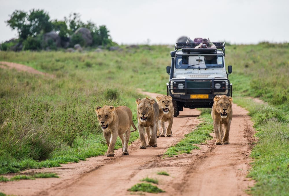 Lion