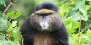 Golden Monkey