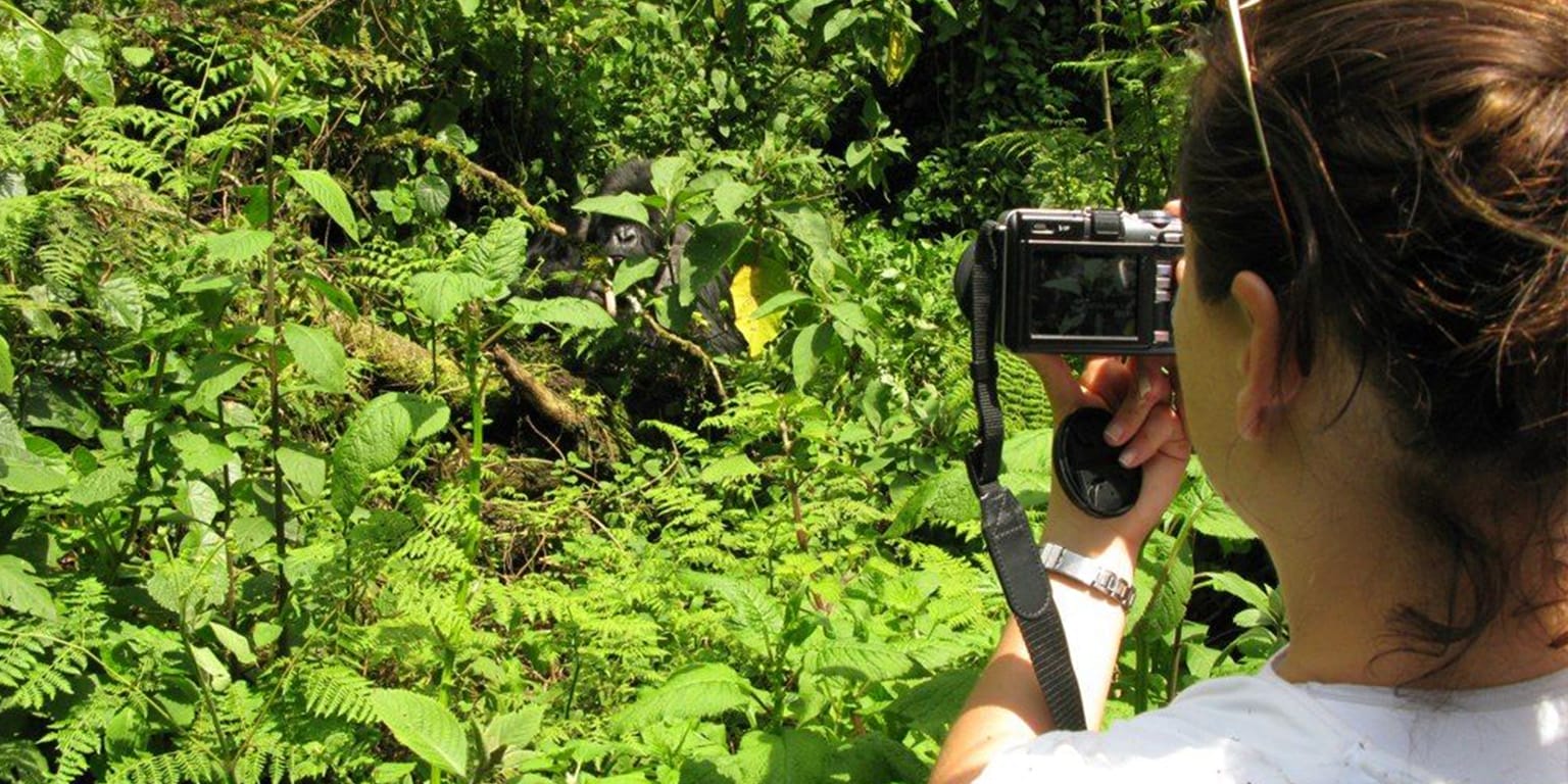 Woman Taking A Photograph Of A Gorilla