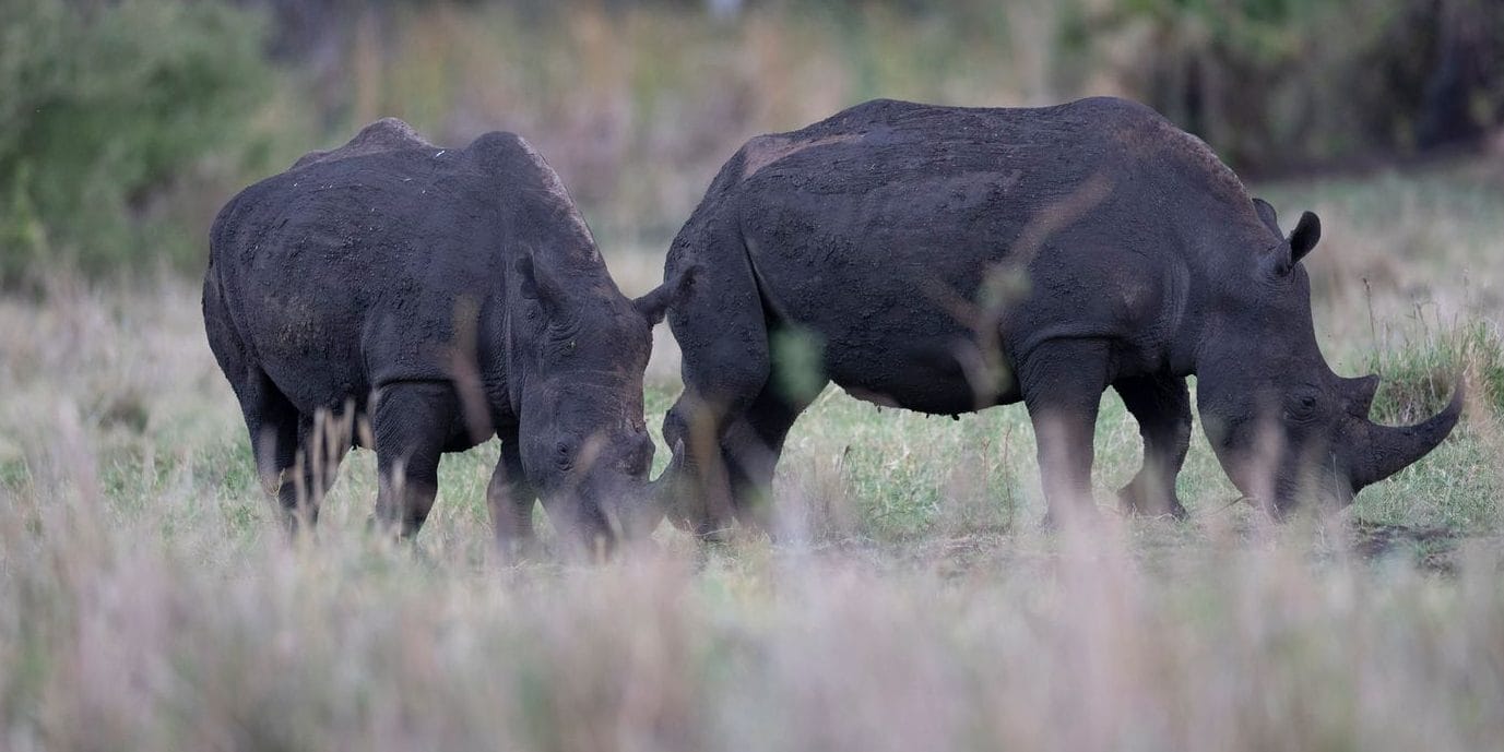 M_xWbvnY | Gamewatchers Safaris Rhino