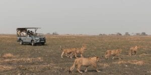 Spotting Lions On Safari