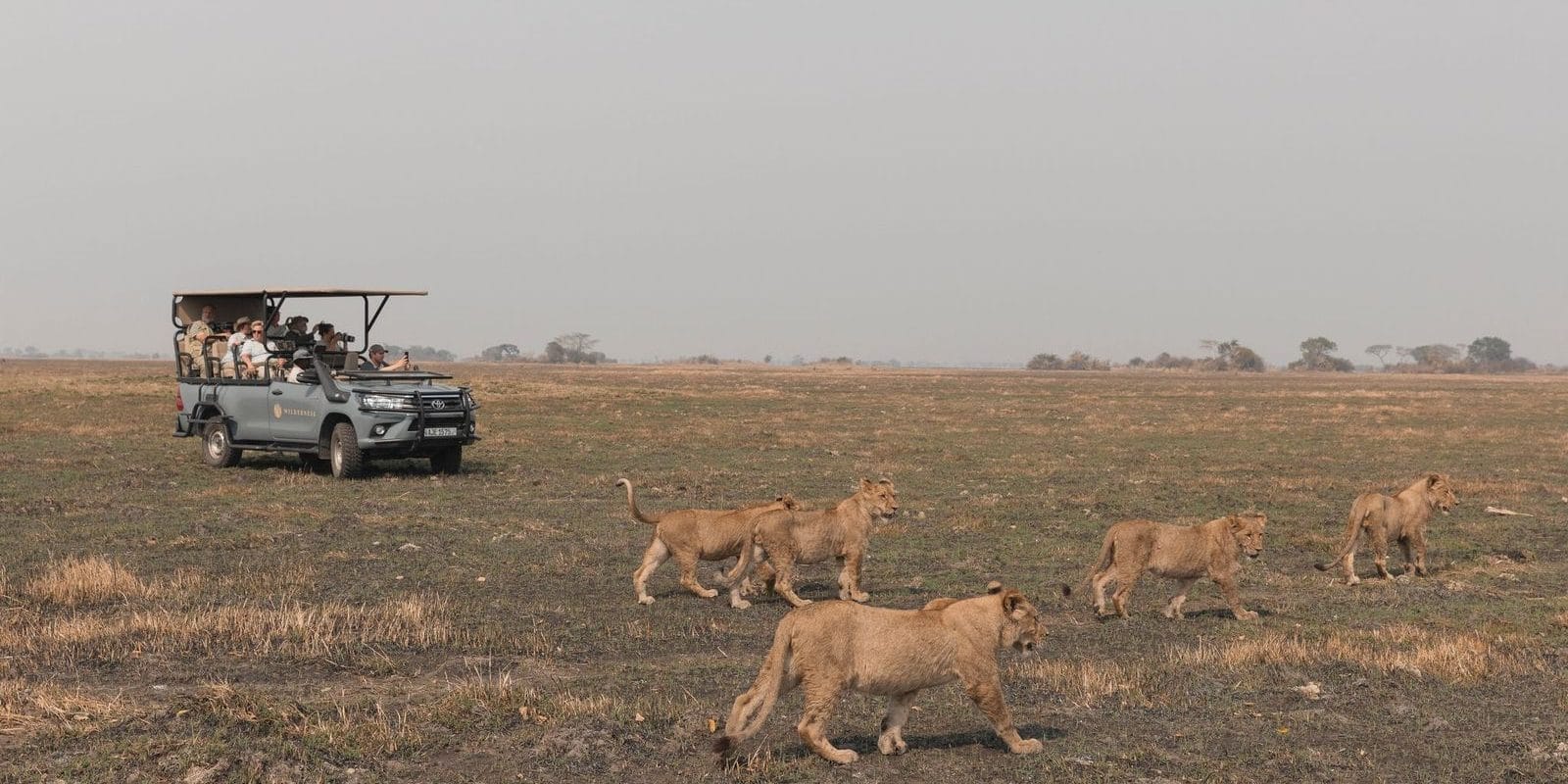 Mi-fMS6o (1) | Gamewatchers Safaris Spotting Lions On Safari