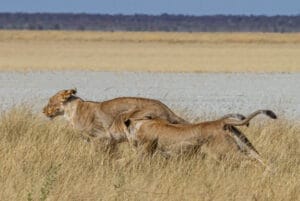 Lion at Mushara Game Drive Etosha National Park