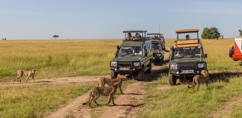 Cheetah