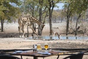 Ongava Game Reserve