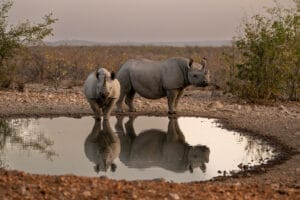 Rhinos at Ongava Lodge