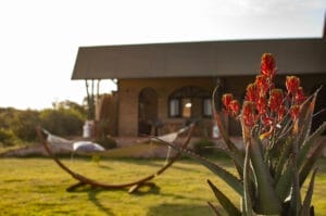 Closeup of plant life with cottage in background