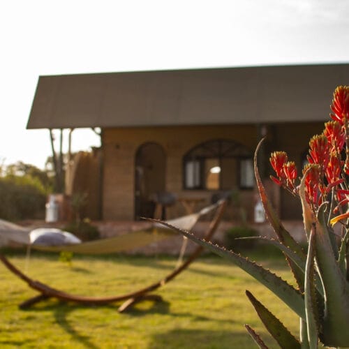 Closeup of plant life with cottage in background