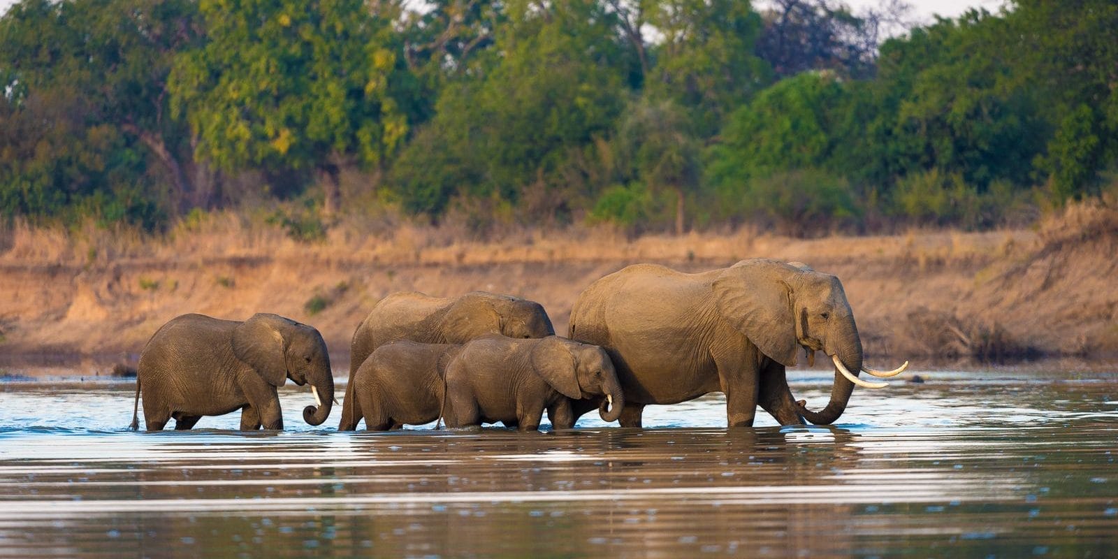 QT-m9YE0 | Gamewatchers Safaris African Bush Elephant