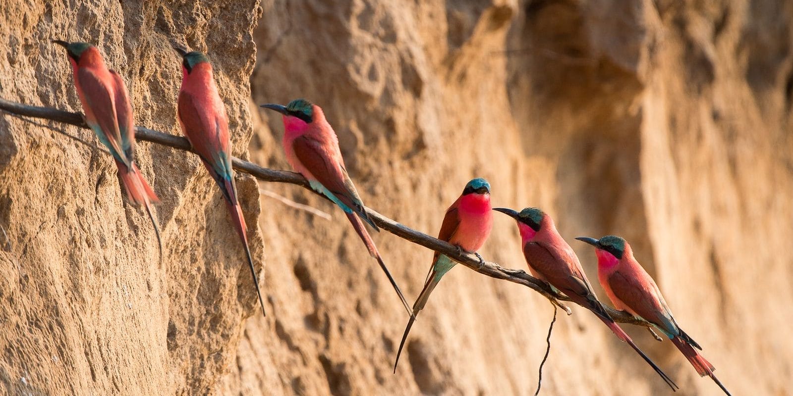 S7LbvgEY | Gamewatchers Safaris Northern Carmine Bee Eater