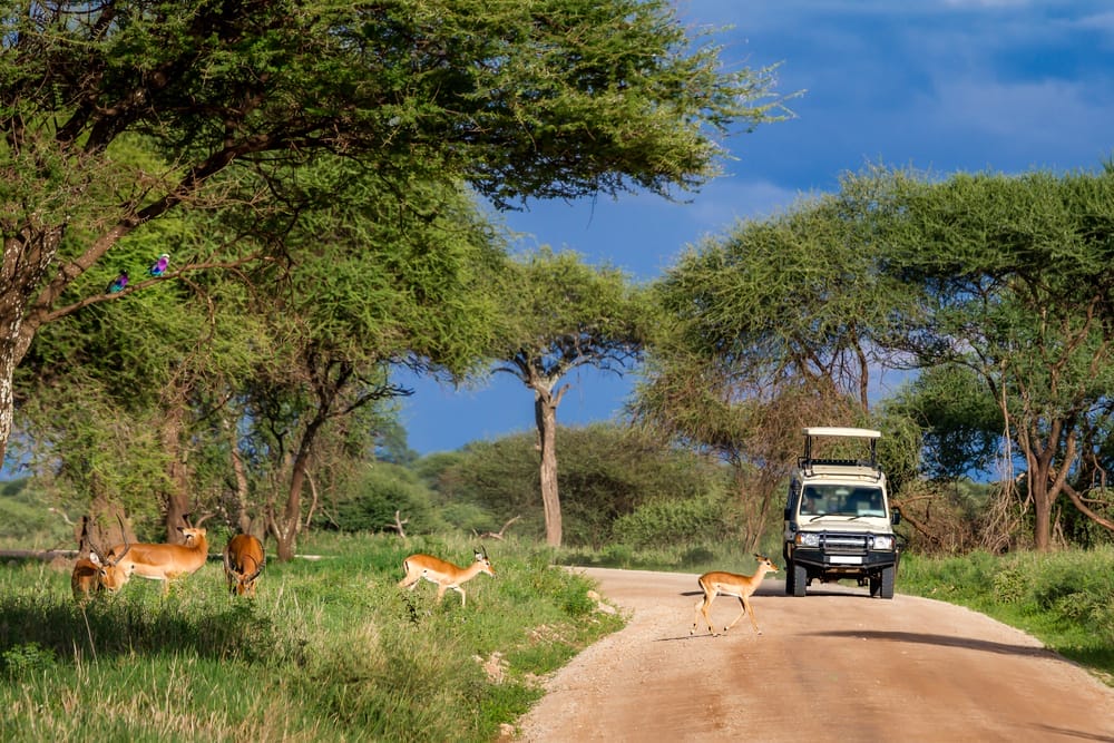Safari